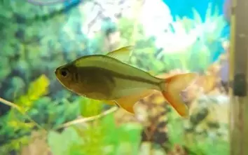 Hyphessobrycon columbianus